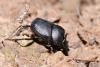 Onthophagus verticicornis